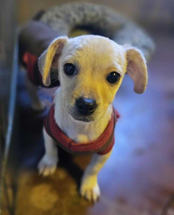 Enlarge Paco, a Adoptable Chihuahua in Escondido, CA image 5/6