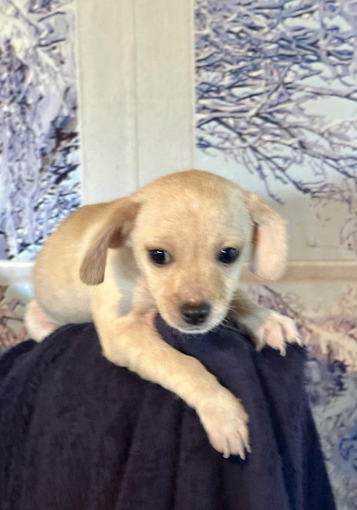 Enlarge Paco, a Adoptable Chihuahua in Escondido, CA image 6/6