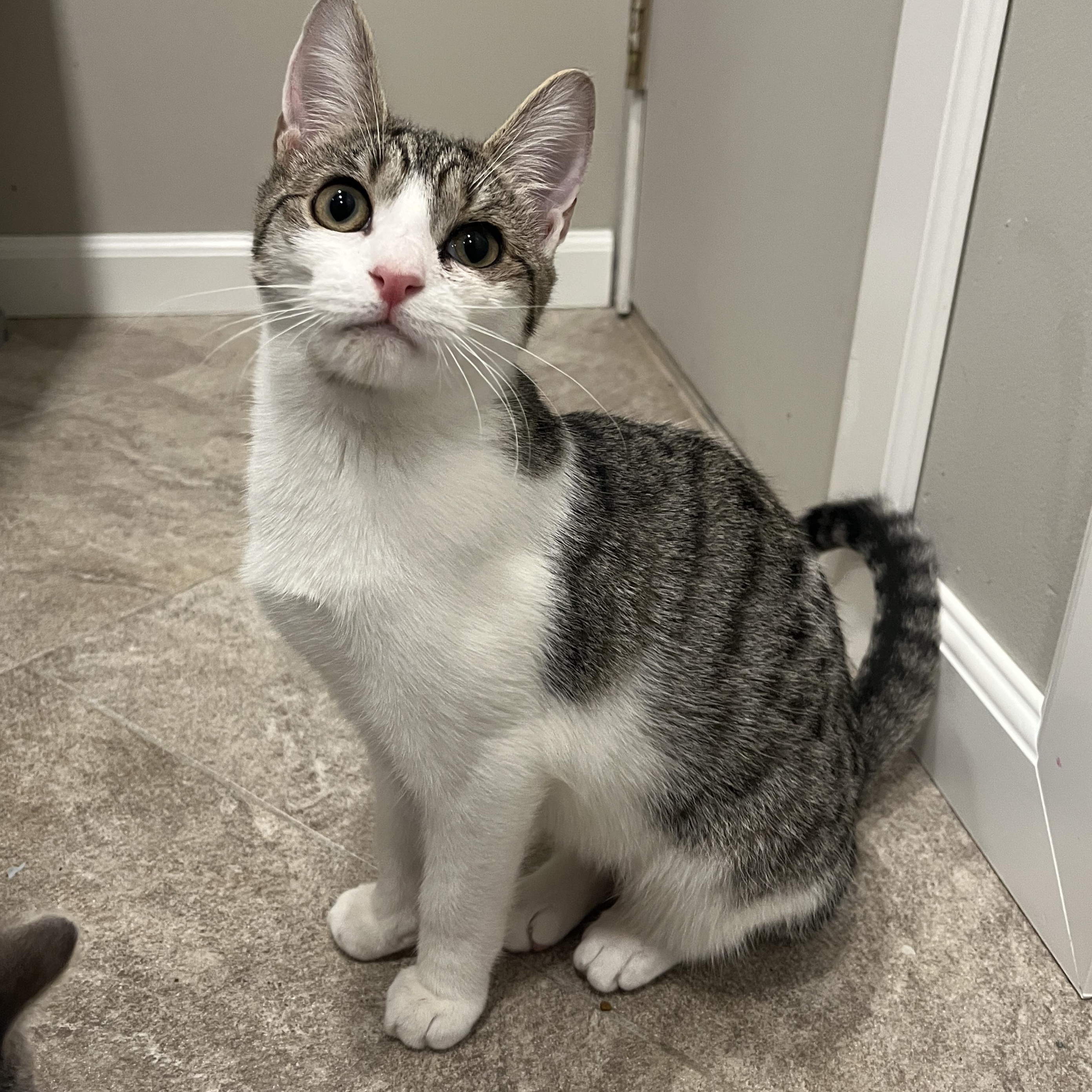 Flora, Adoptable, Kitten Female Domestic Short Hair & Tabby.