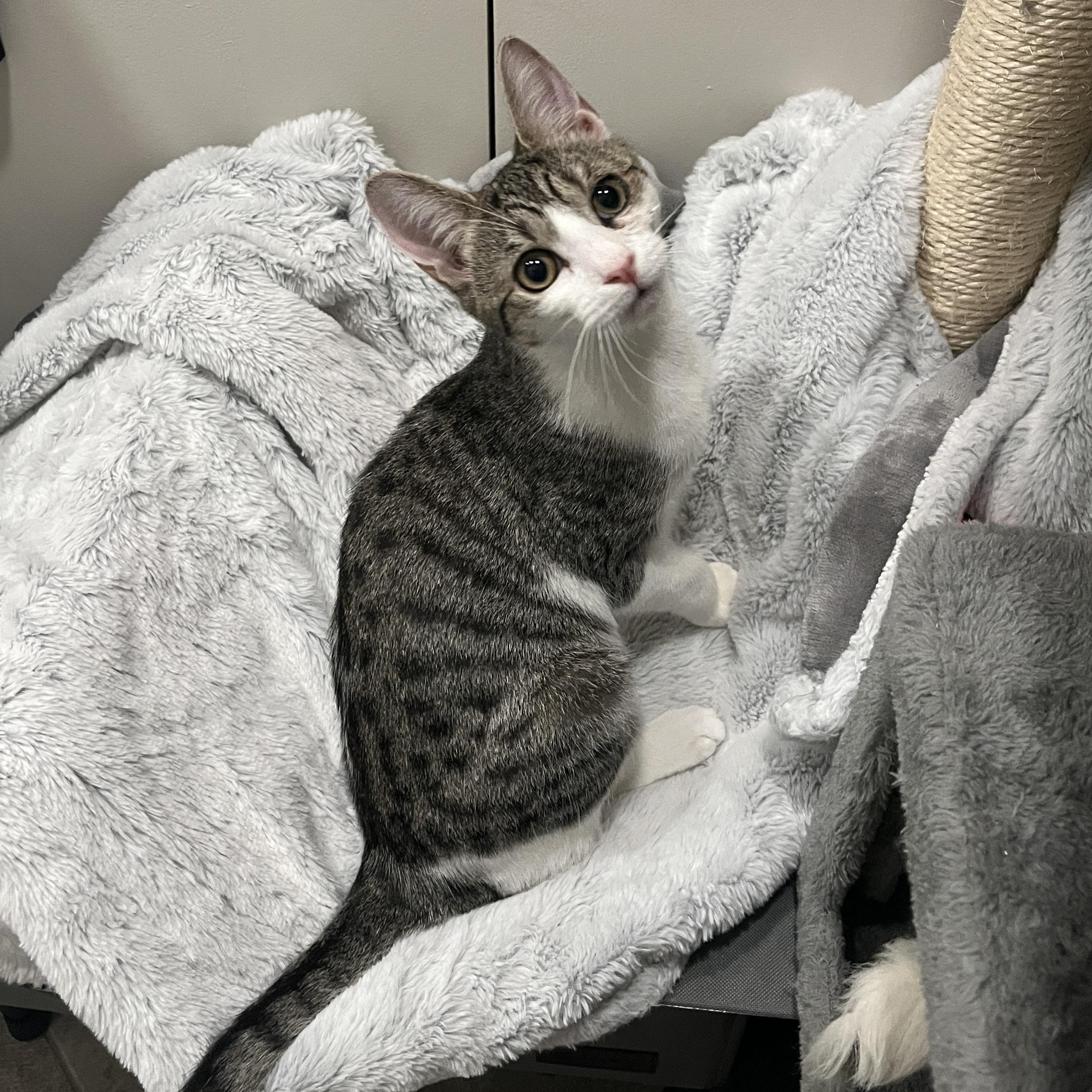 Enlarge Flora, a Adoptable mixed breed in Mastic beach, NY image 5/5