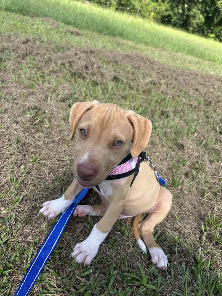 Nero, Adopted, Puppy Male American Bulldog.
