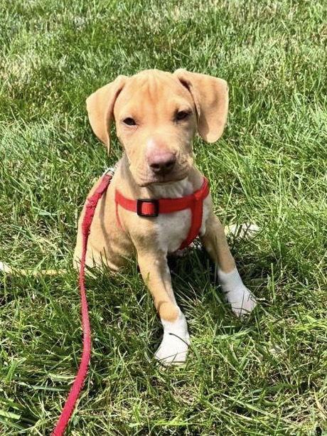 Enlarge Nero, a Adopted American Bulldog in Tarrytown, GA image 2/3