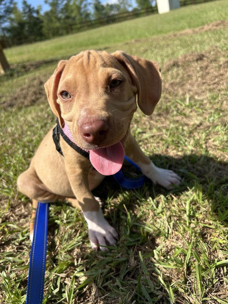 Enlarge Nero, a Adopted American Bulldog in Tarrytown, GA image 3/3