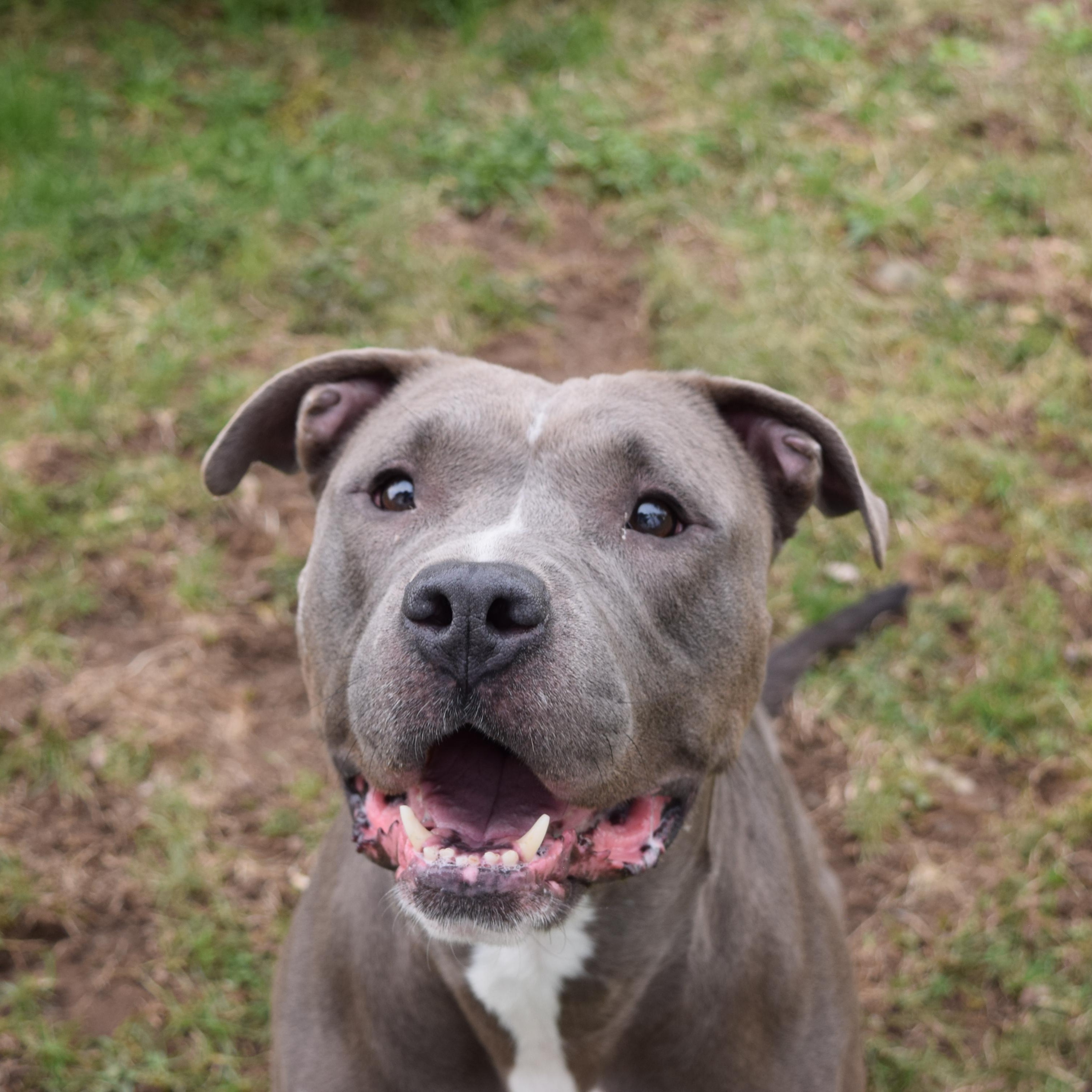 Enlarge Basil, a Adoptable Mixed Breed in Norwich, NY image 1/4