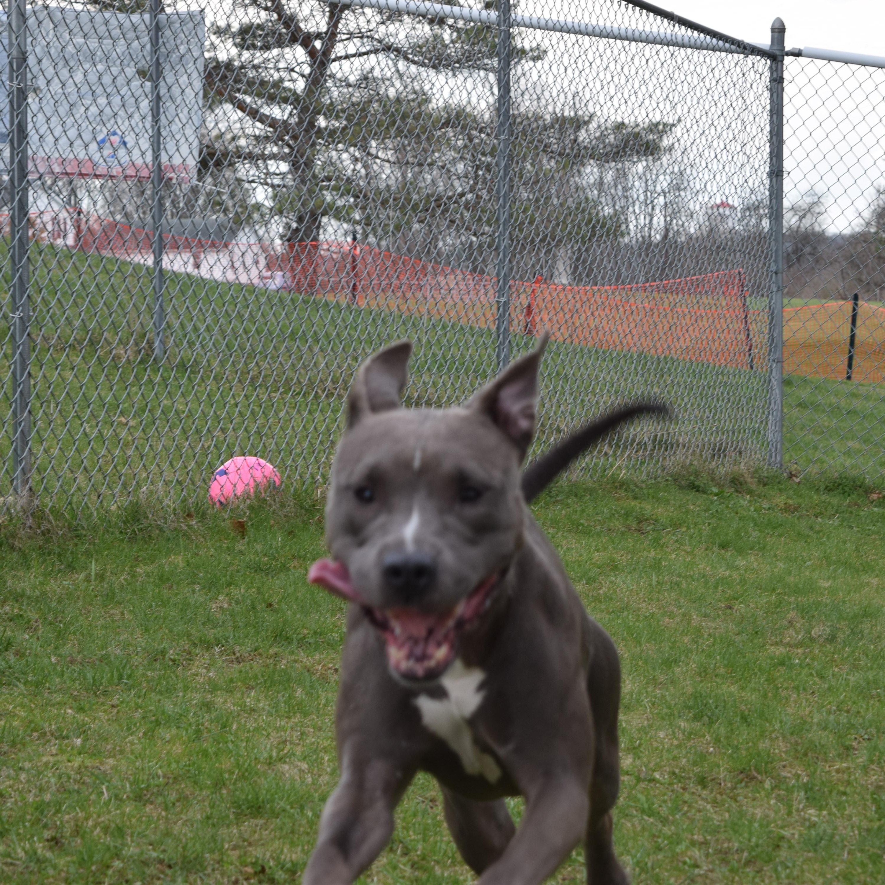 Enlarge Basil, a Adoptable Mixed Breed in Norwich, NY image 2/4