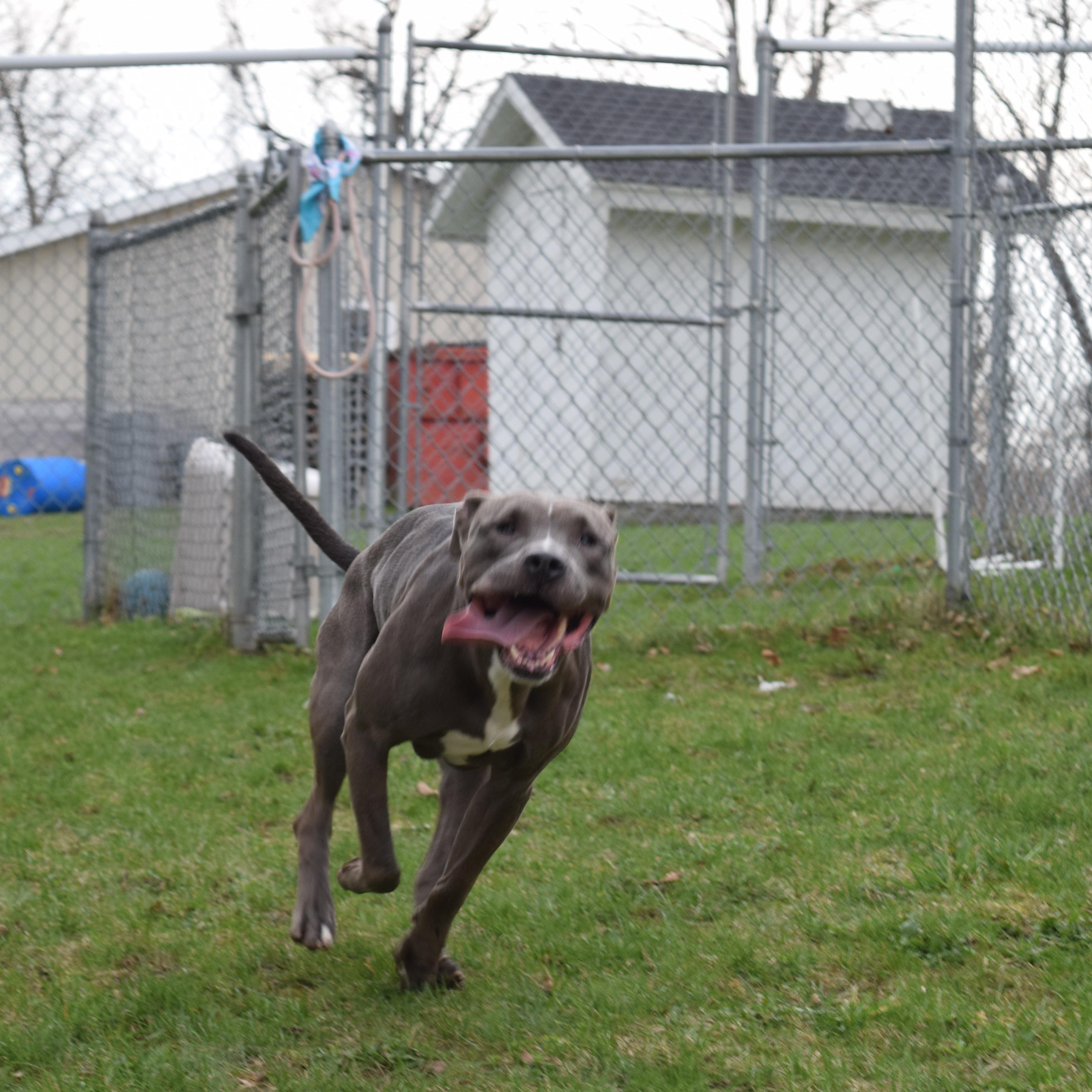 Enlarge Basil, a Adoptable Mixed Breed in Norwich, NY image 3/4