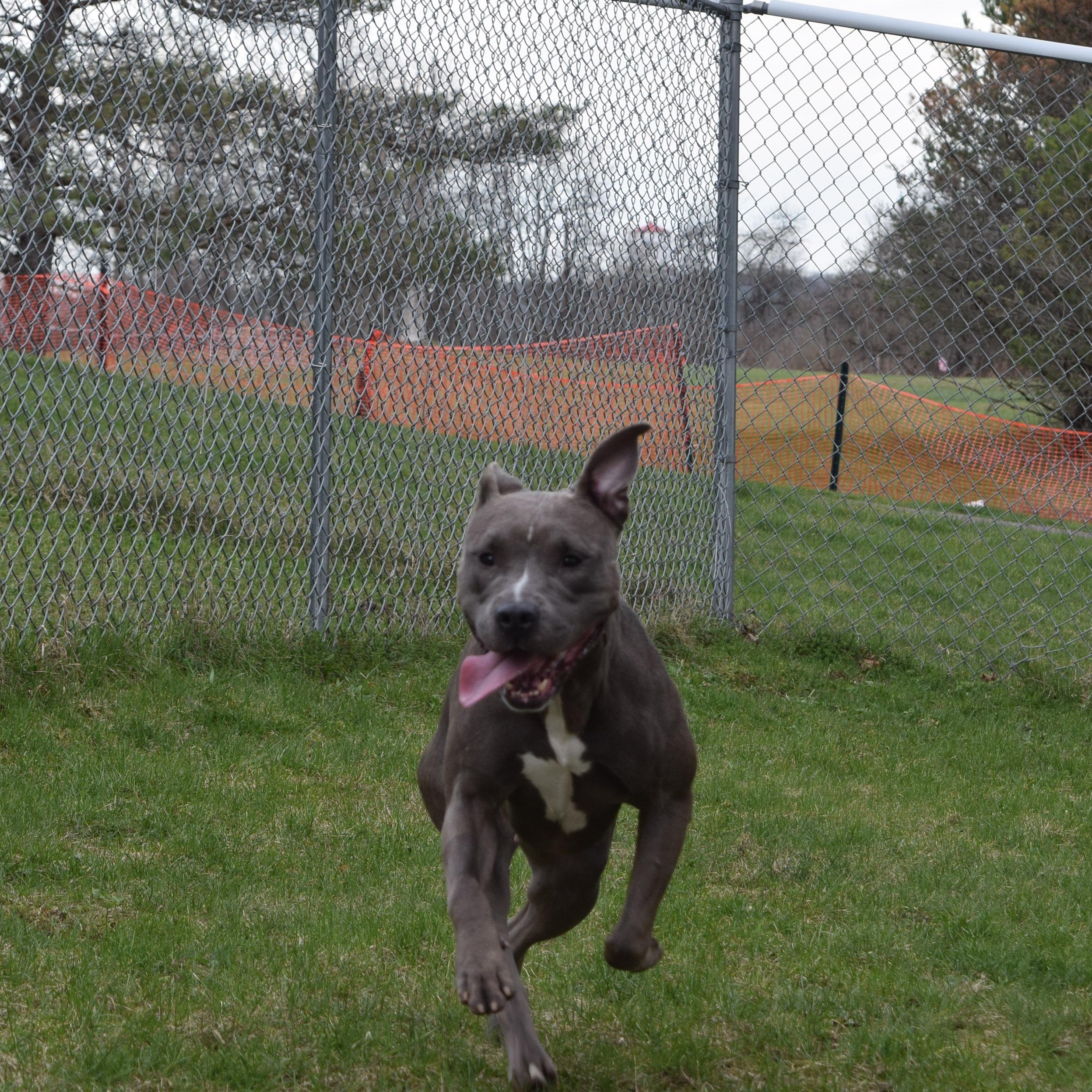 Enlarge Basil, a Adoptable Mixed Breed in Norwich, NY image 4/4