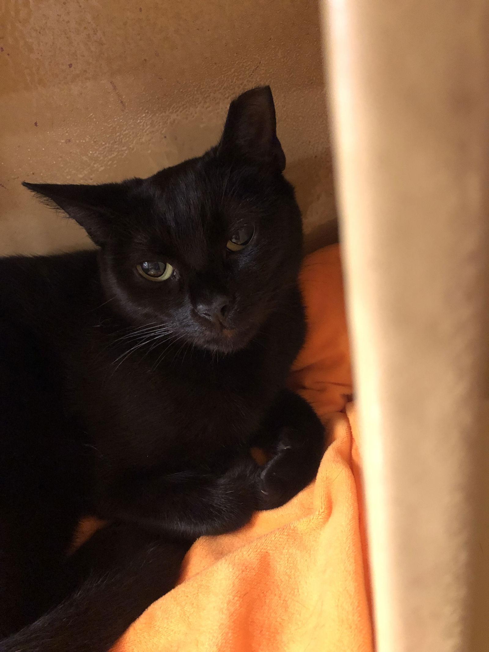 Susie Q, Adoptable, Adult Female Domestic Short Hair.