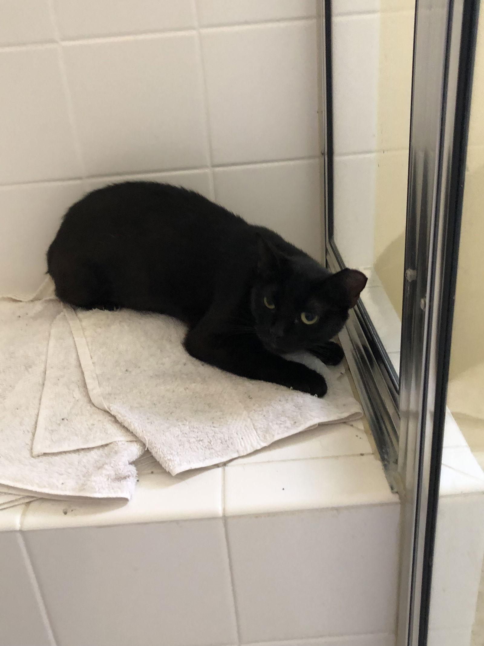 Susie Q, a Adoptable Domestic Short Hair in Fort Myers, FL image 2/6