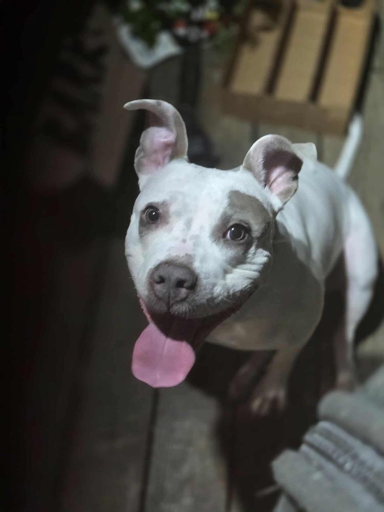 Enlarge Aries, a Adoptable mixed breed in Indianapolis, IN image 1/6