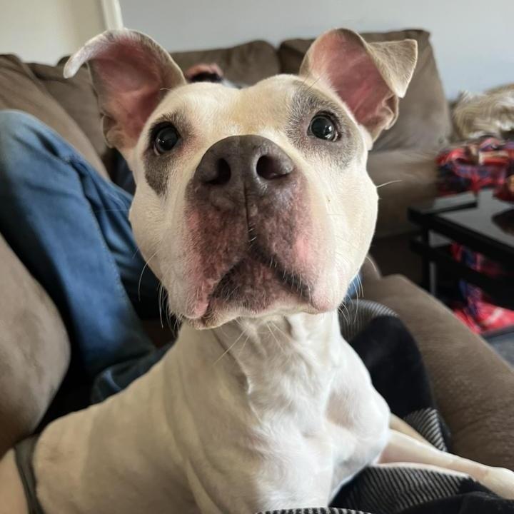 Enlarge Aries, a Adoptable mixed breed in Indianapolis, IN image 3/6