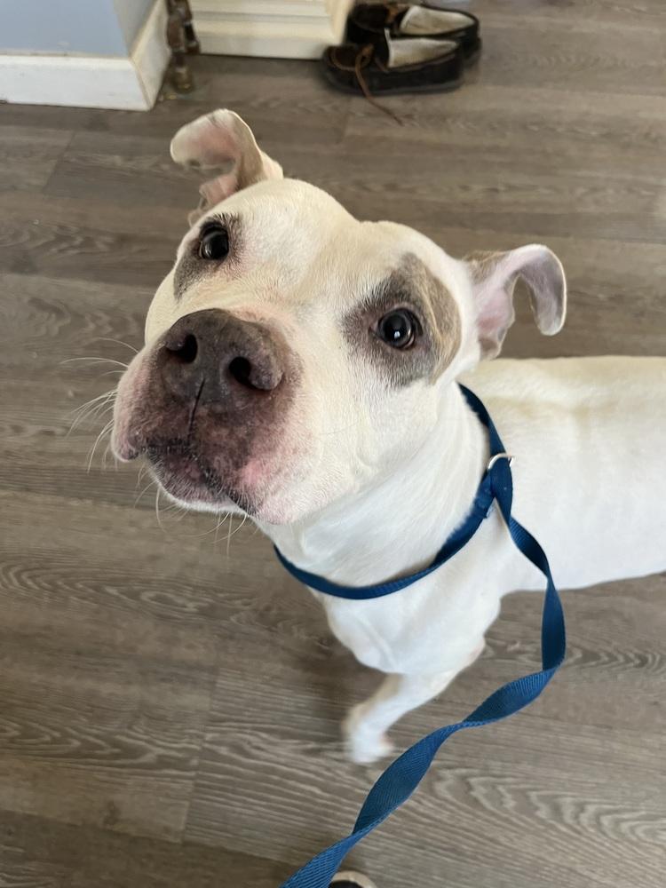 Enlarge Aries, a Adoptable mixed breed in Indianapolis, IN image 4/6