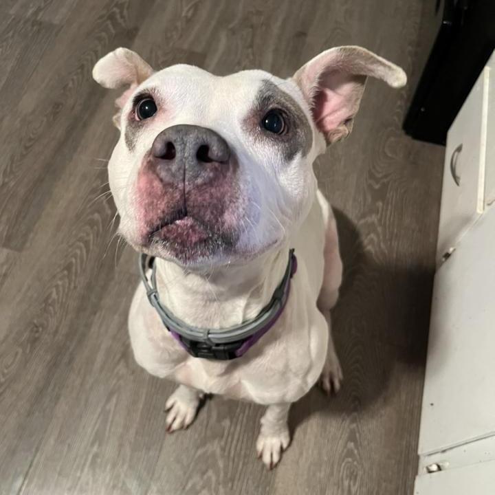 Enlarge Aries, a Adoptable mixed breed in Indianapolis, IN image 5/6