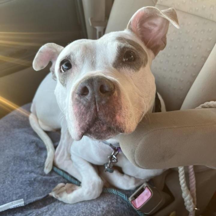 Enlarge Aries, a Adoptable mixed breed in Indianapolis, IN image 6/6