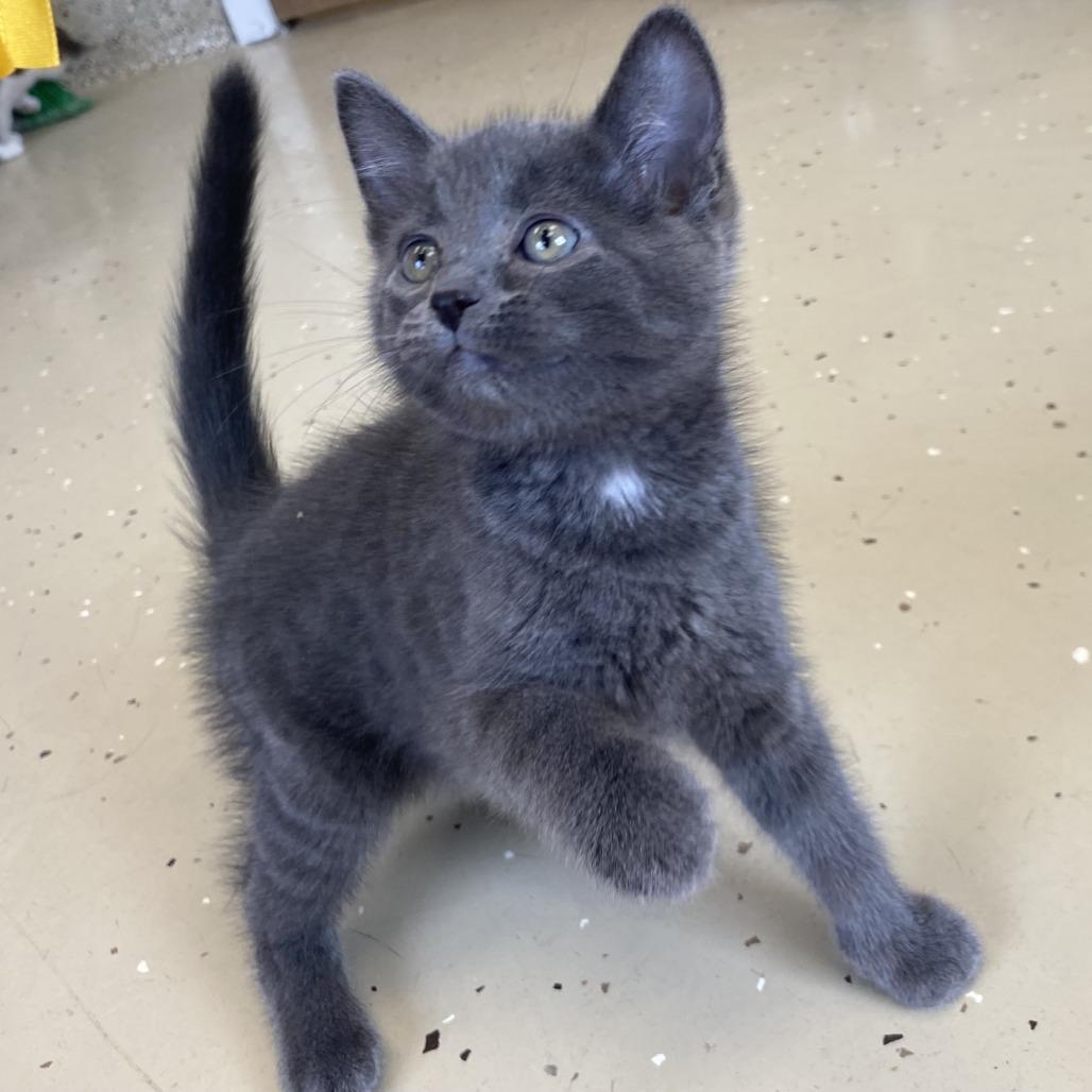 Thunder, Adopted, Young Male Domestic Short Hair.