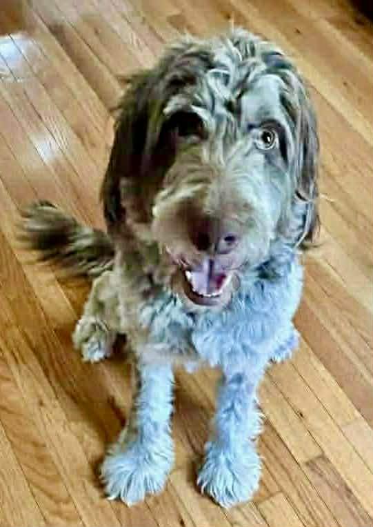 Elvis, ADOPTABLE, Young Male Australian Shepherd & Poodle.