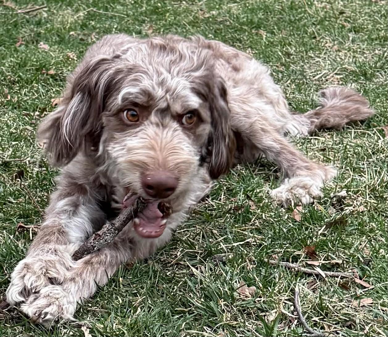 Enlarge Elvis, a ADOPTABLE mixed breed in Union Grove, WI image 3/3