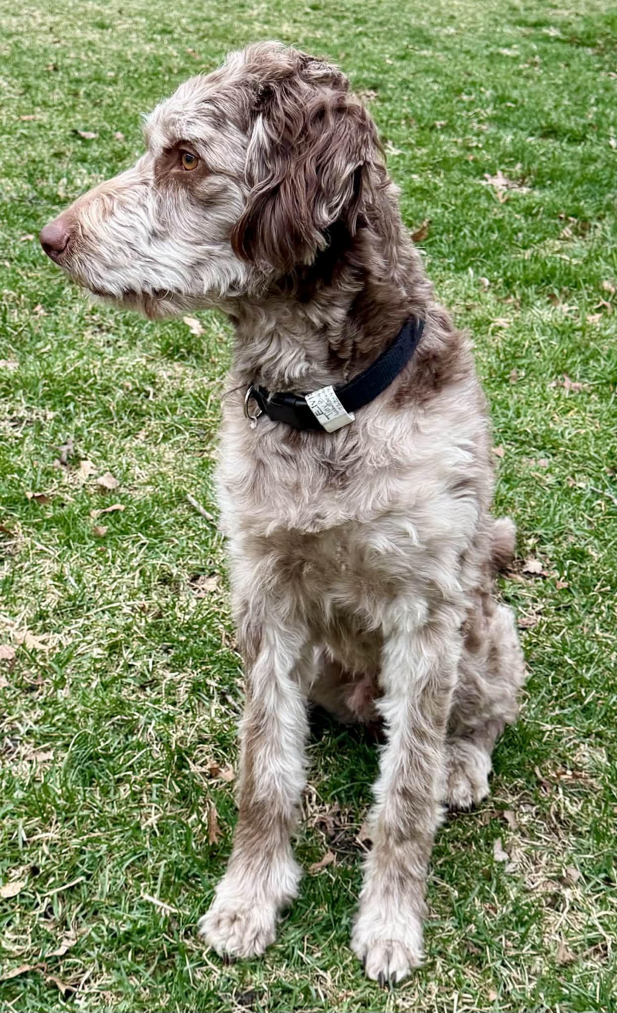 Enlarge Elvis, a ADOPTABLE mixed breed in Union Grove, WI image 2/3