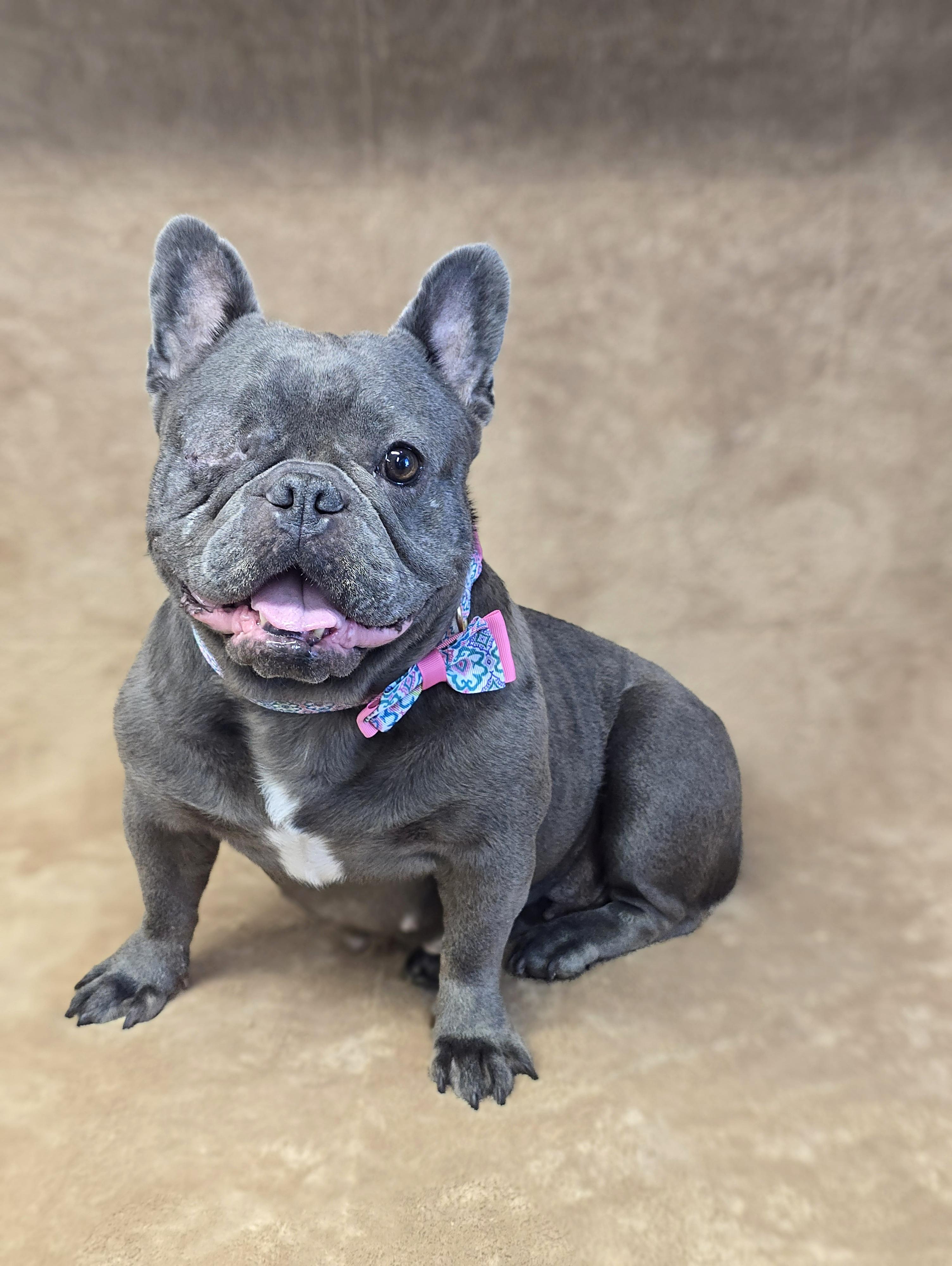 Desiree, a Adoptable French Bulldog in San Pedro, CA image 4/6