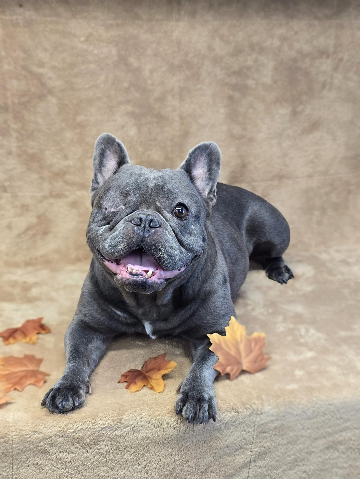 Desiree, a Adoptable French Bulldog in San Pedro, CA image 5/6