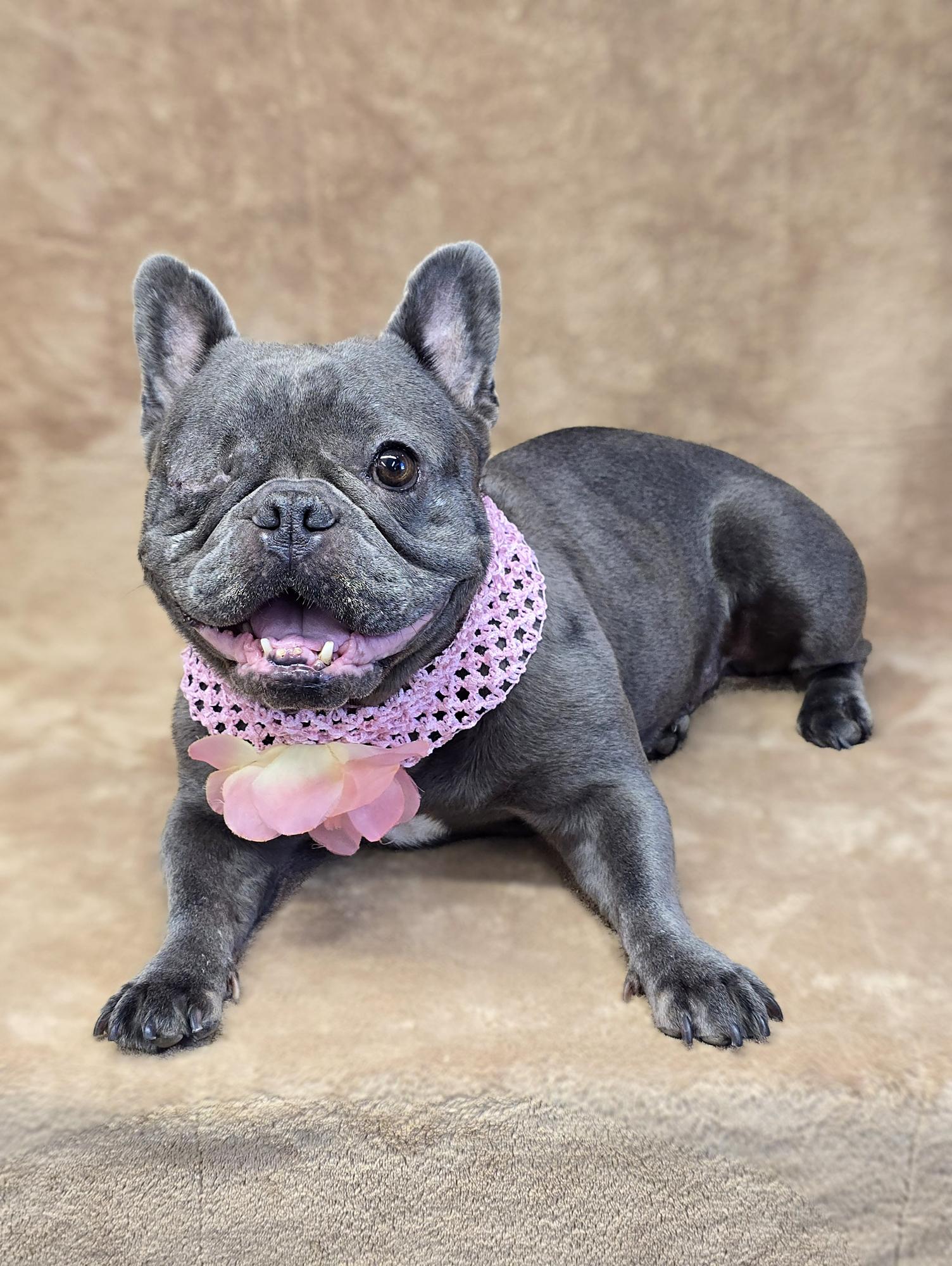 Desiree, a Adoptable French Bulldog in San Pedro, CA image 1/6