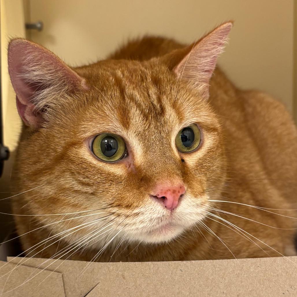 Enlarge Maxine - Available in Foster, a Adoptable Domestic Short Hair in Naperville, IL image 1/1