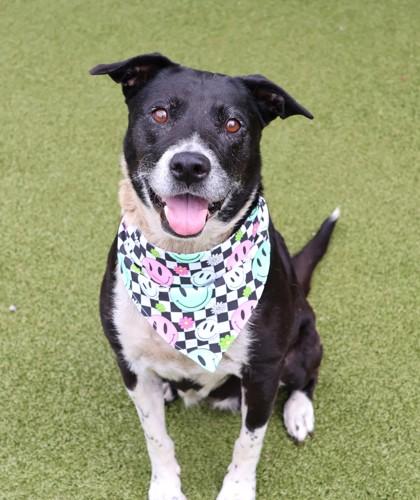 Enlarge Cali, a ADOPTABLE Mixed Breed in Athens, GA image 1/3