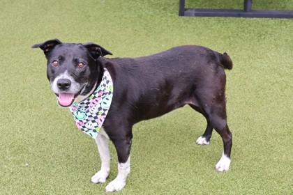 Enlarge Cali, a ADOPTABLE Mixed Breed in Athens, GA image 3/3