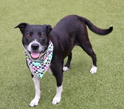 Enlarge Cali, a ADOPTABLE Mixed Breed in Athens, GA image 2/3