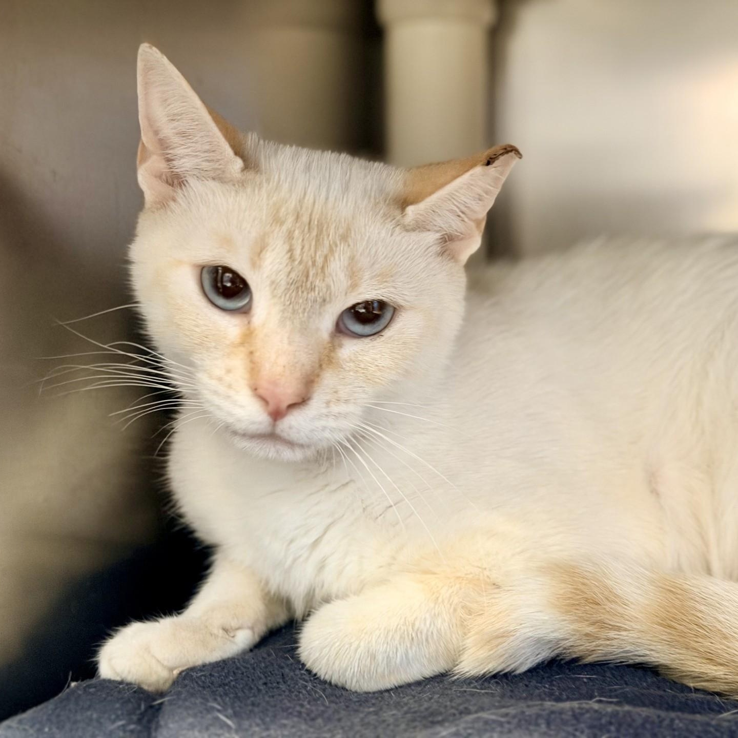 Panthera, a ADOPTABLE Siamese in Manahawkin, NJ image 2/2