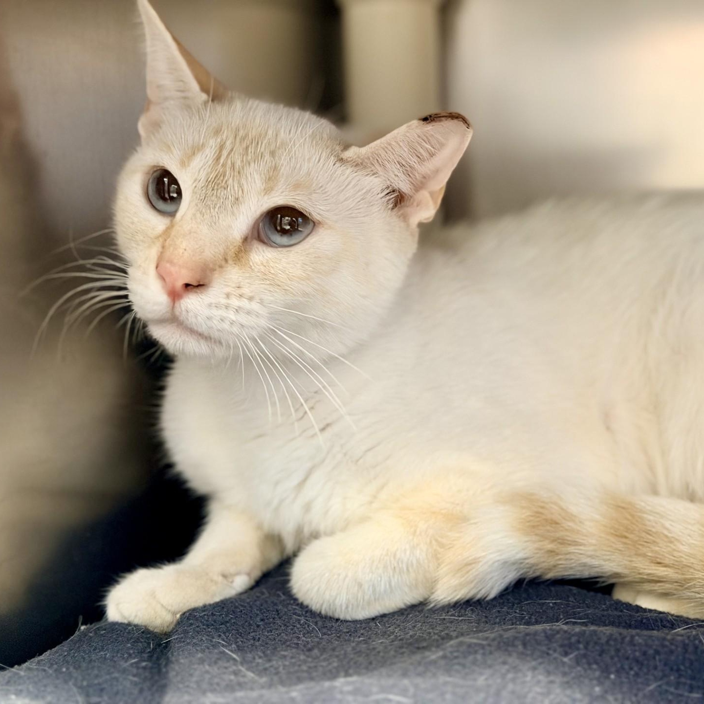 Panthera, ADOPTABLE, Adult Female Siamese.