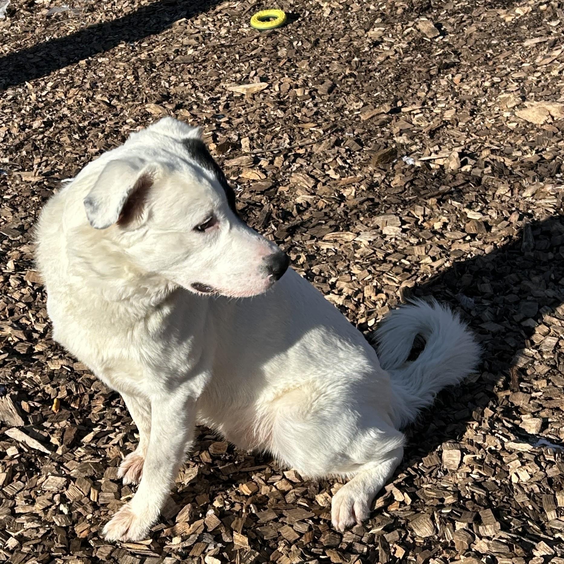 Enlarge Max- #50300, a ADOPTABLE mixed breed in Columbia, MD image 5/6