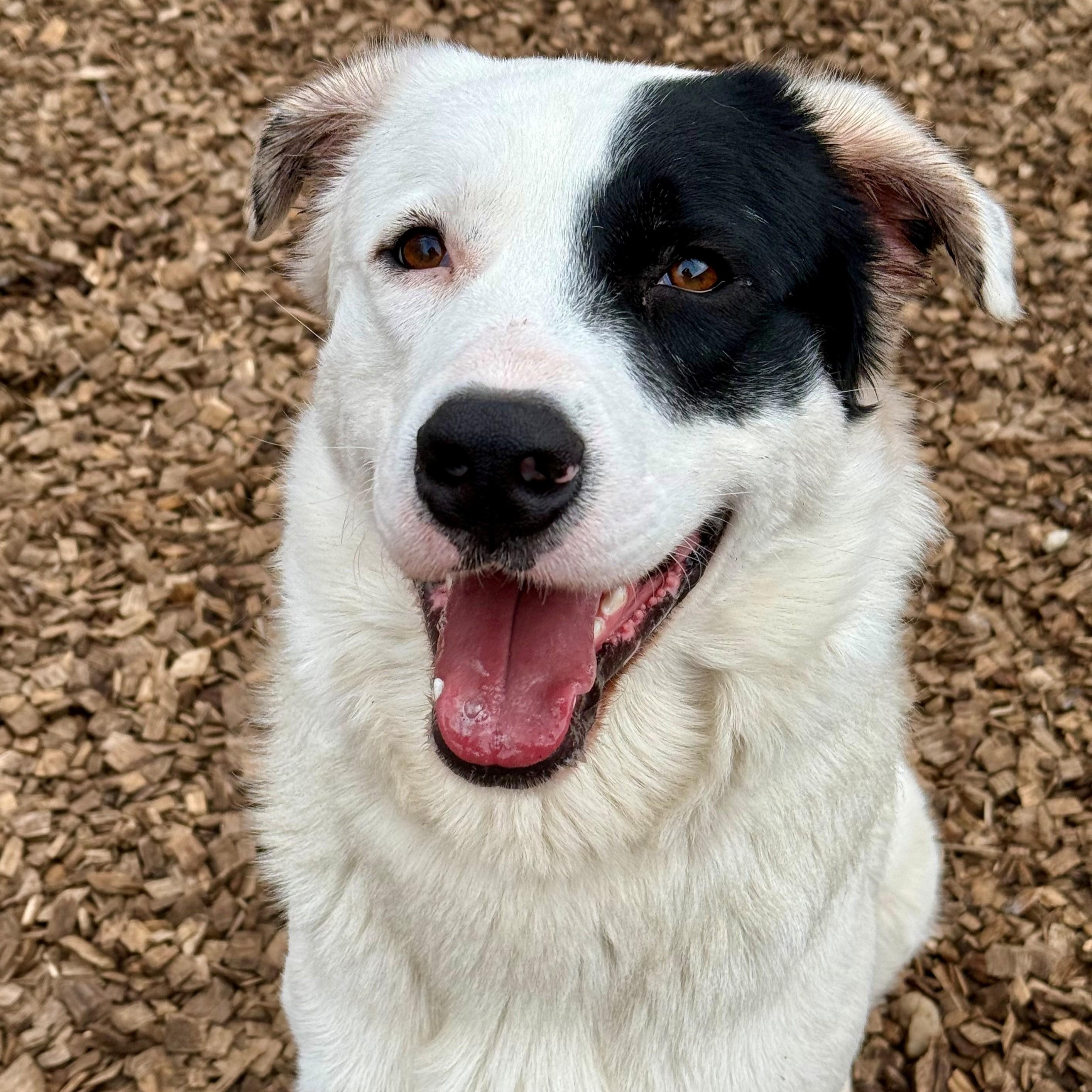 Enlarge Max- #50300, a ADOPTABLE mixed breed in Columbia, MD image 1/6