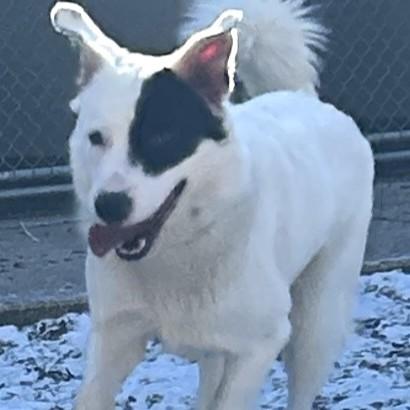 Enlarge Max- #50300, a ADOPTABLE mixed breed in Columbia, MD image 6/6