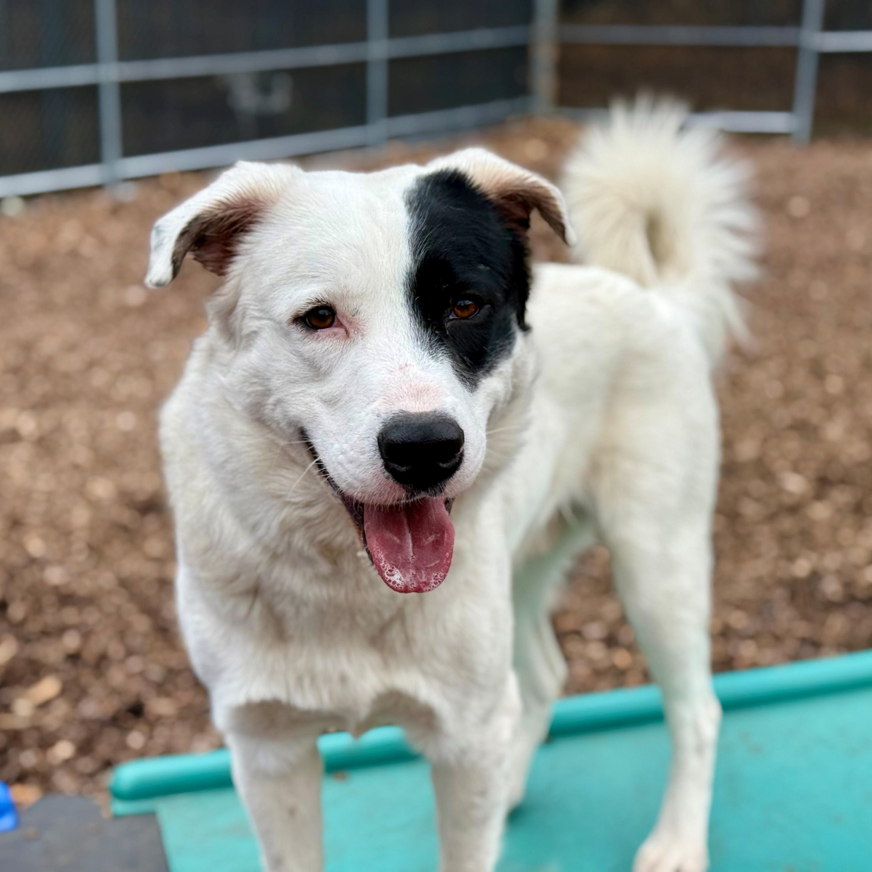 Enlarge Max- #50300, a ADOPTABLE mixed breed in Columbia, MD image 3/6