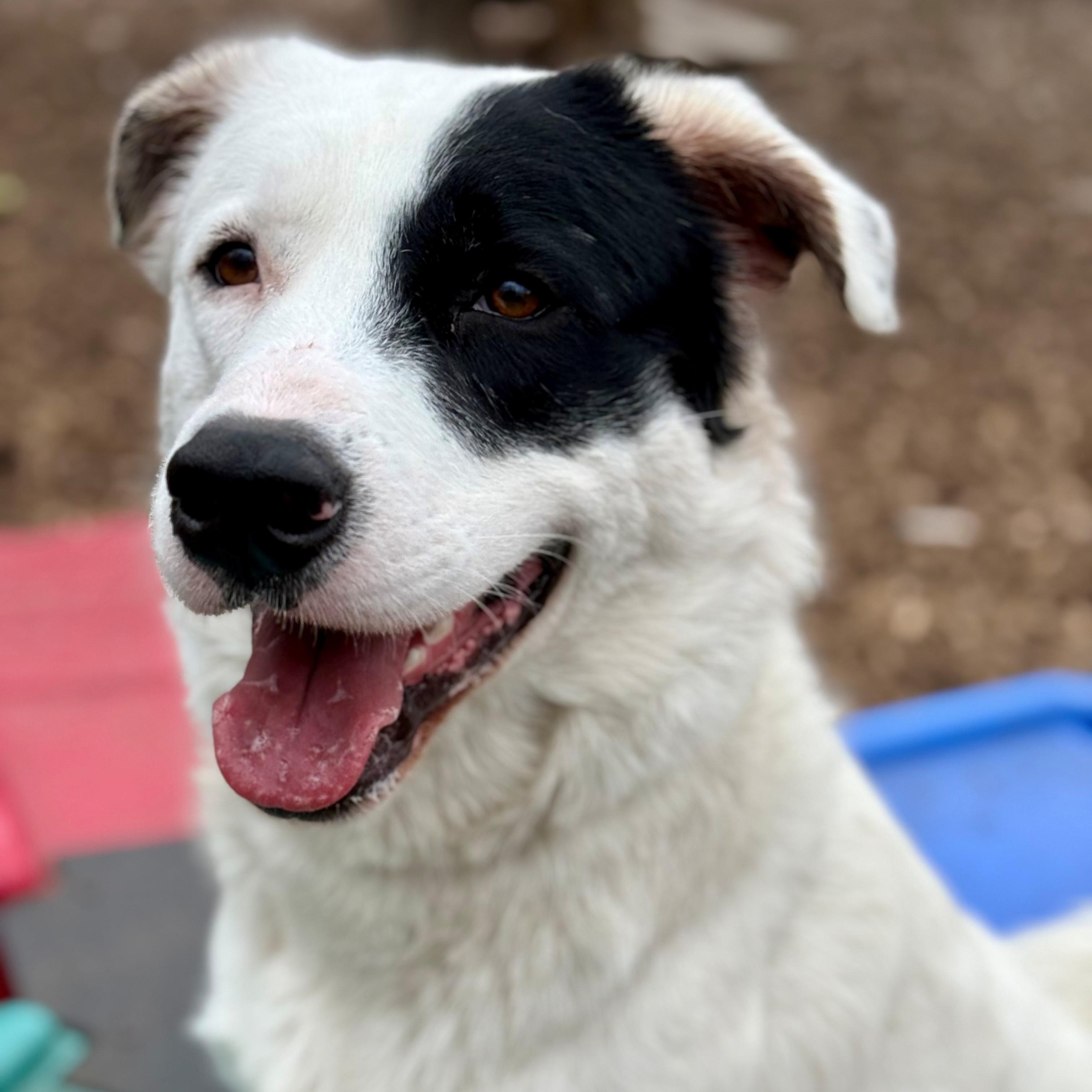 Enlarge Max- #50300, a ADOPTABLE mixed breed in Columbia, MD image 2/6