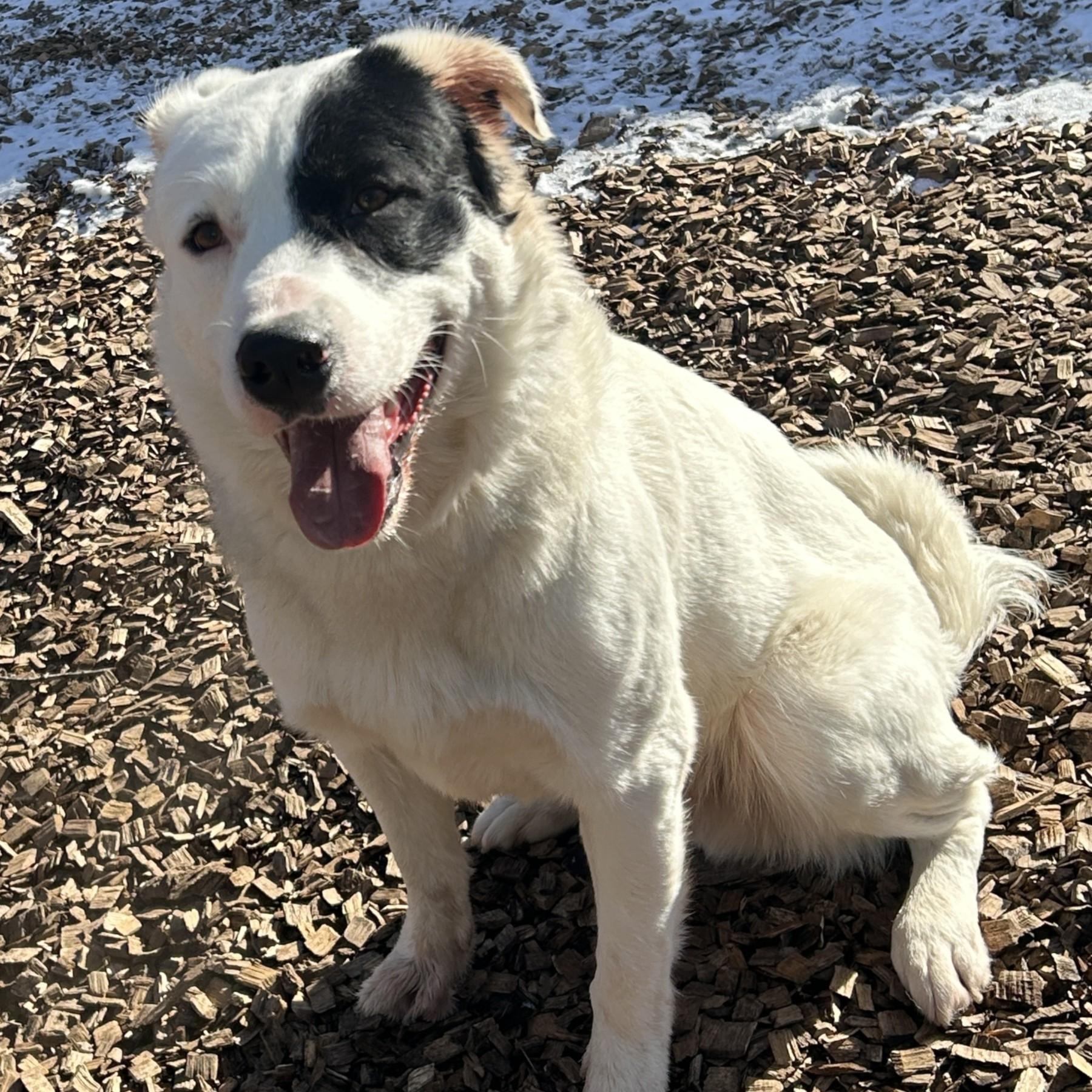 Enlarge Max- #50300, a ADOPTABLE mixed breed in Columbia, MD image 4/6