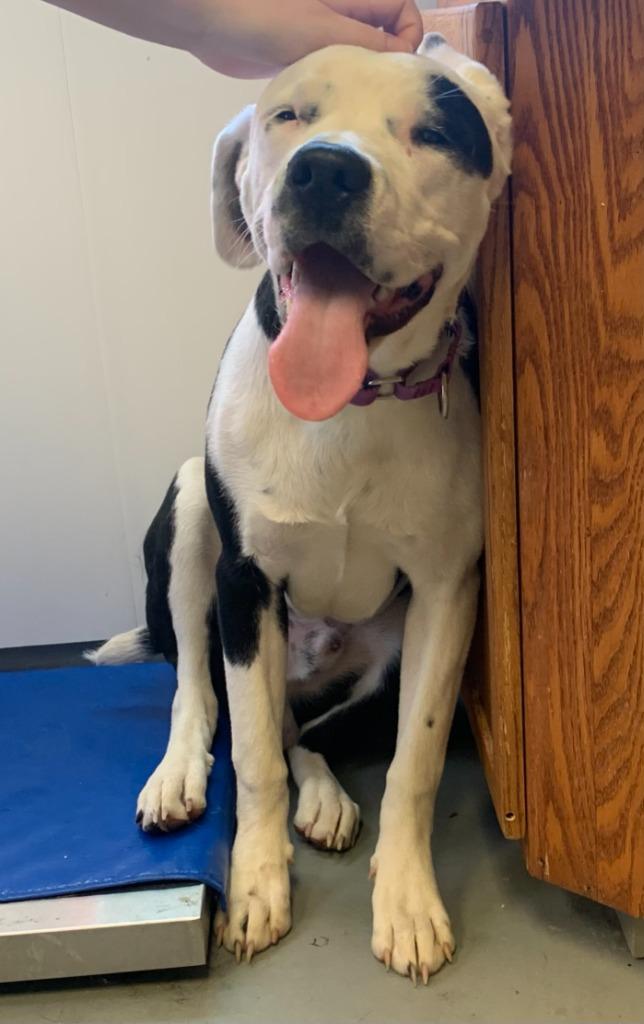 Enlarge Spyder, a Adopted mixed breed in Barron, WI image 1/6