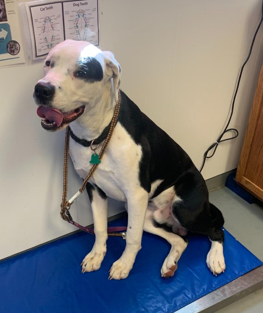 Enlarge Spyder, a Adopted mixed breed in Barron, WI image 2/6