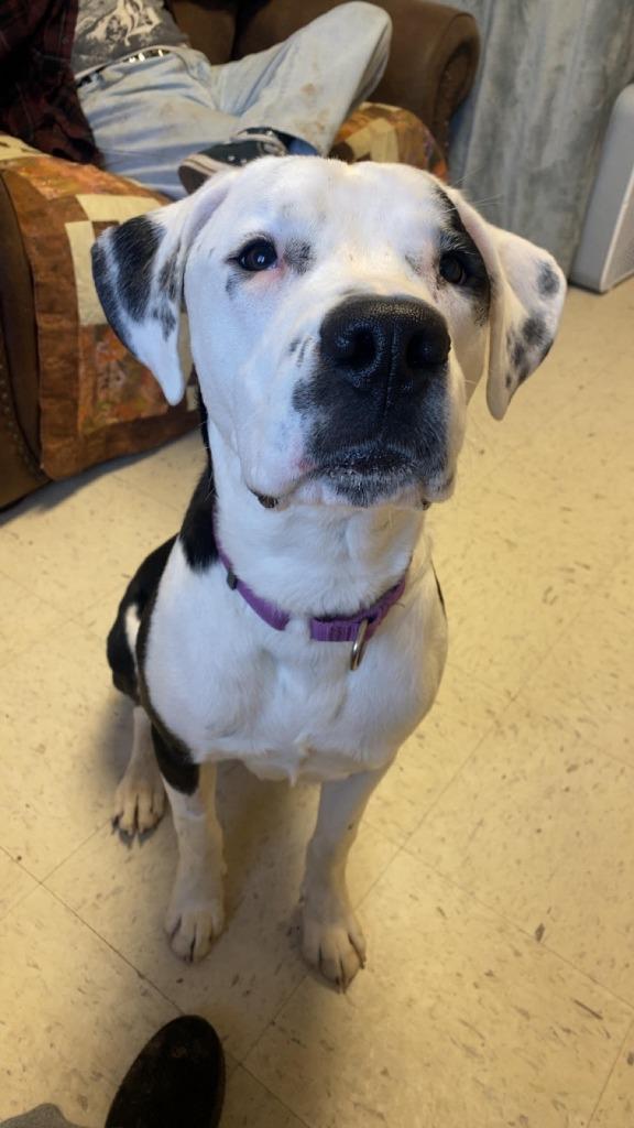 Enlarge Spyder, a Adopted mixed breed in Barron, WI image 3/6