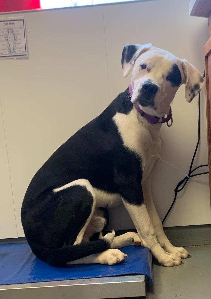 Enlarge Spyder, a Adopted mixed breed in Barron, WI image 5/6