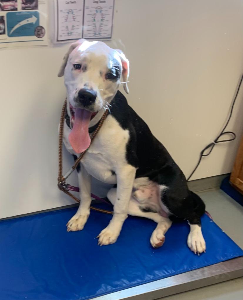 Enlarge Spyder, a Adopted mixed breed in Barron, WI image 6/6