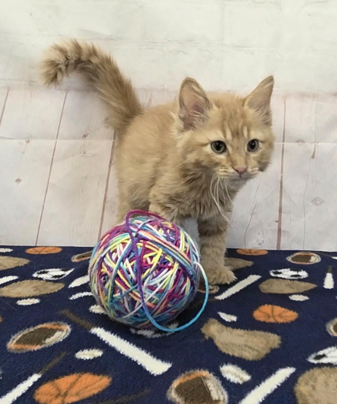 Enlarge Fuzzykins, a Adoptable Domestic Medium Hair in Red Wing, MN image 2/4