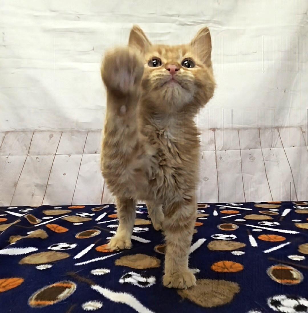 Enlarge Fuzzykins, a Adoptable Domestic Medium Hair in Red Wing, MN image 4/4