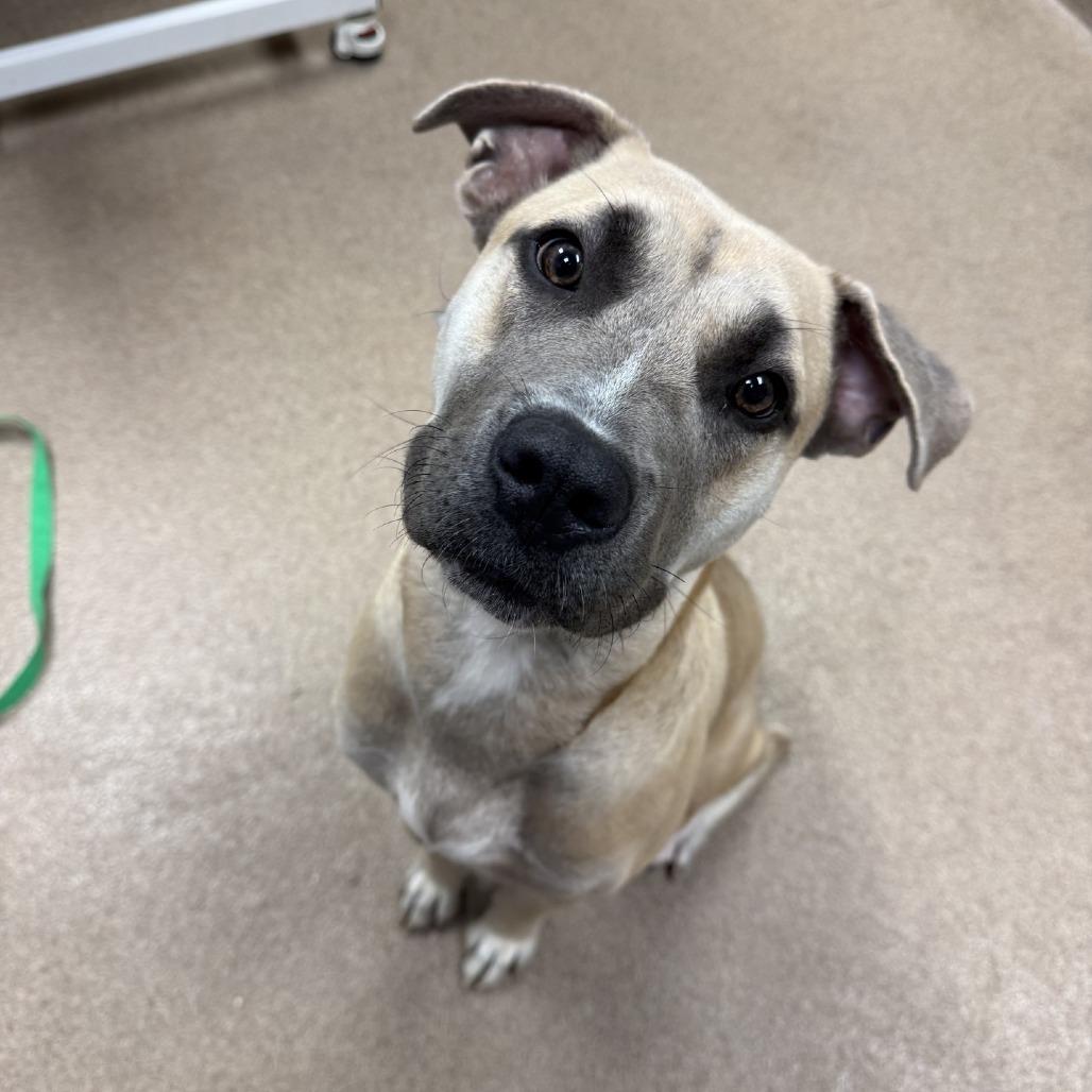 Pawdame`, Adoptable, Young Female Black Mouth Cur & Mixed Breed.