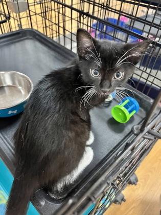 Comet 52097, ADOPTABLE, Kitten Male Domestic Short Hair.