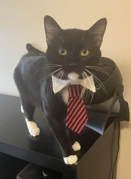 Whiskers Mcmittensdorf, Adoptable, Adult Male Domestic Short Hair.