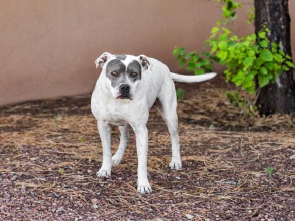 Enlarge RILEY, a Adoptable mixed breed in Santa Fe, NM image 1/1