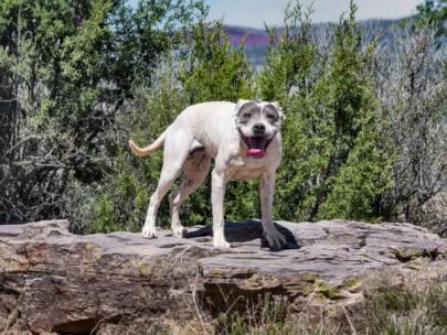Enlarge RILEY, a Adoptable mixed breed in Santa Fe, NM image 1/1