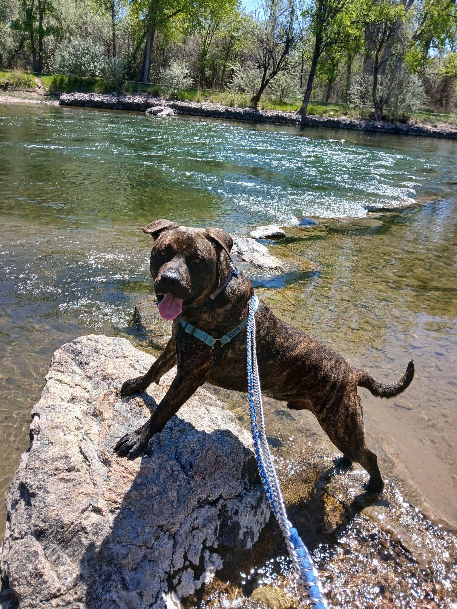 Enlarge Baxter B, a Adoptable mixed breed in Pueblo, CO image 1/6